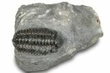 Phacopid (Adrisiops) Trilobite - Jbel Oudriss, Morocco #245290-3